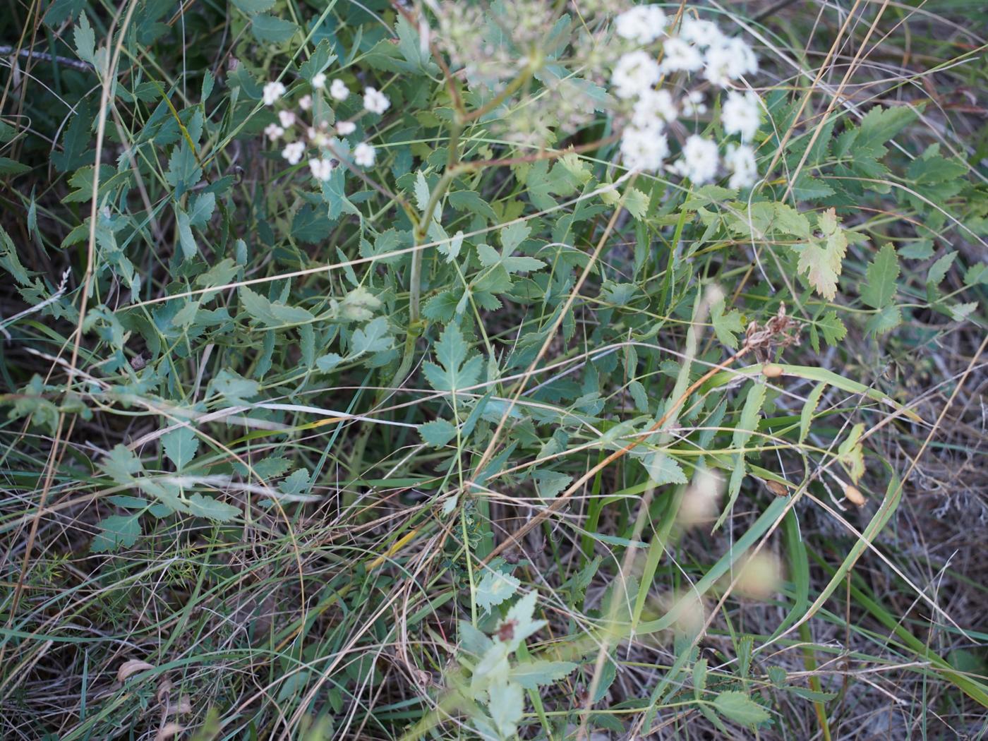 Masterwort, [Rivini] plant